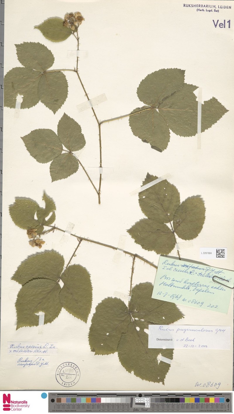 Rubus pugiunculosus photo 8