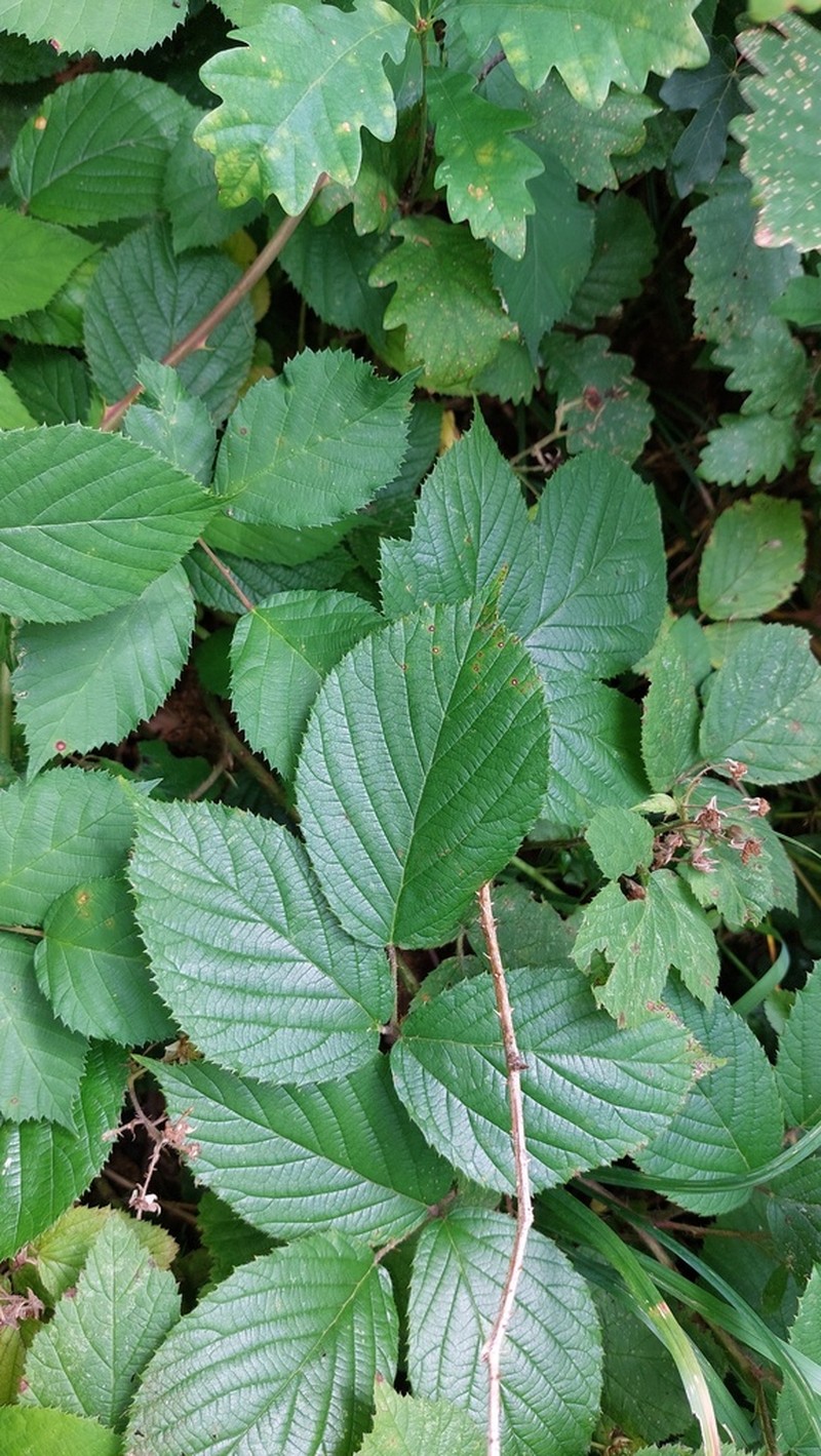 Rubus pulchricaulis photo 2