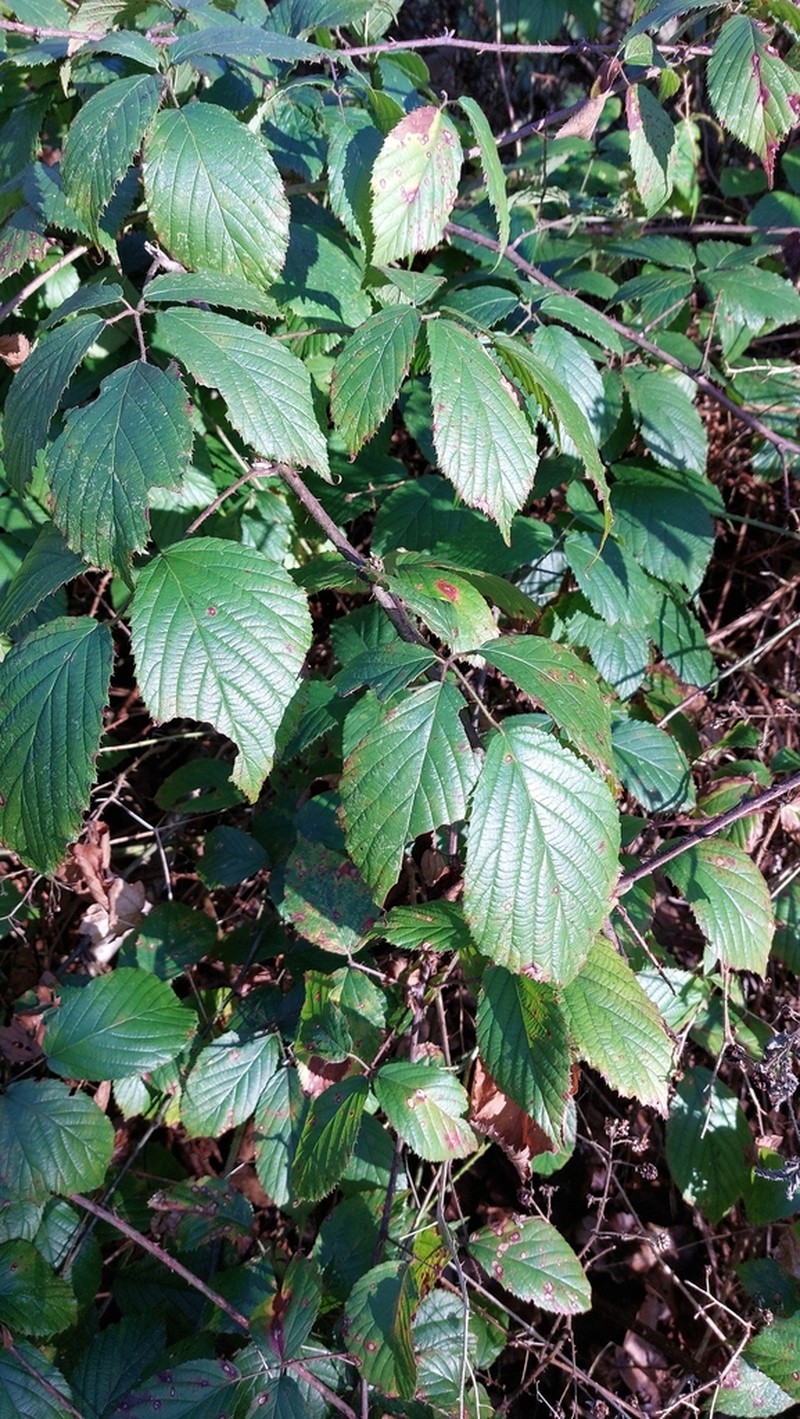 Rubus pulchricaulis photo 3