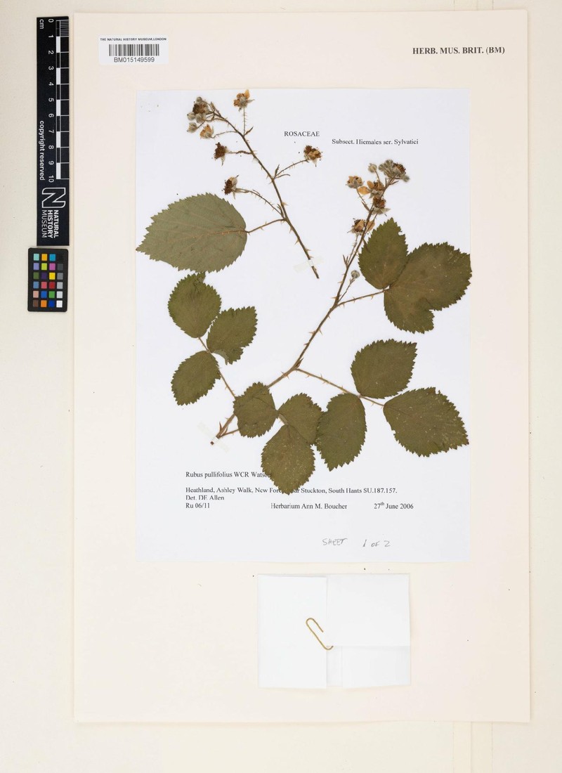 Rubus pullifolius