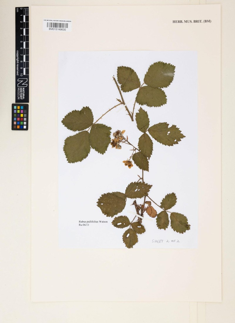 Rubus pullifolius photo 2