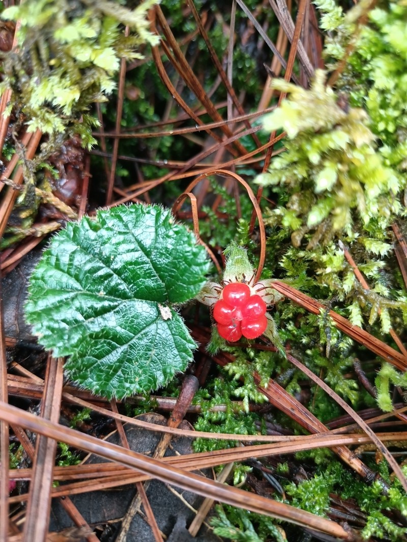 Rubus pumilus