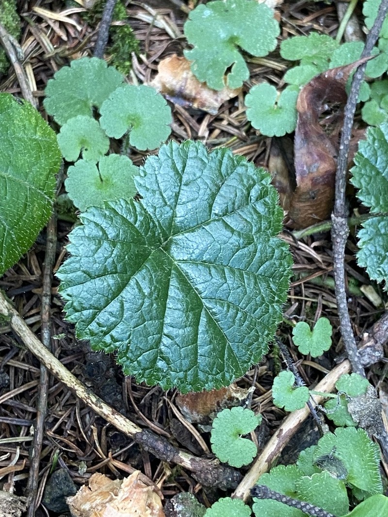 Rubus pumilus photo 2