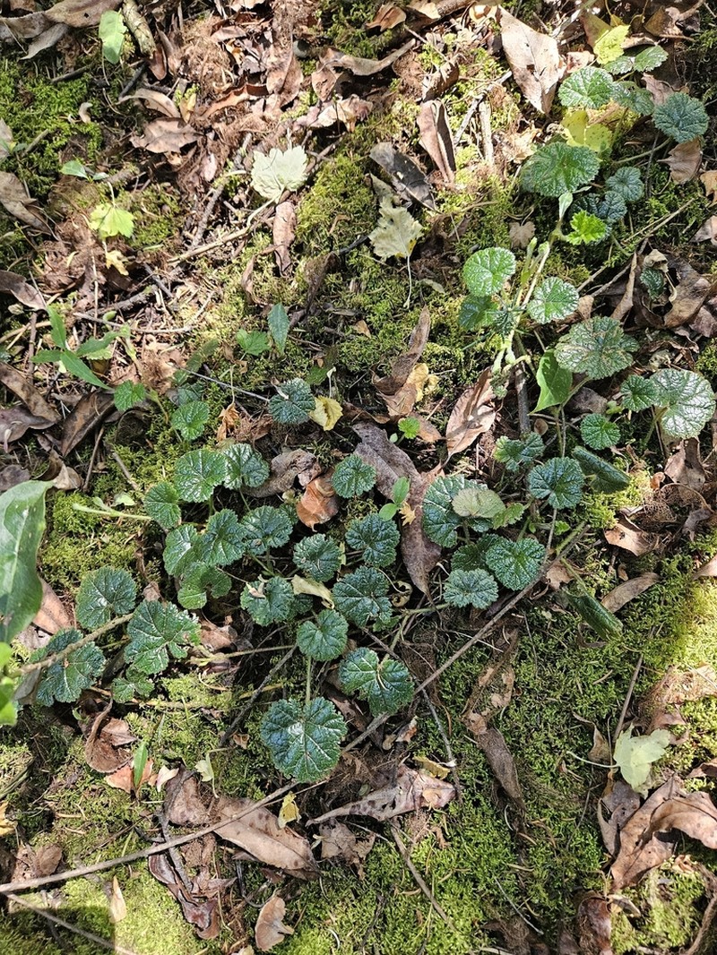 Rubus pumilus photo 3