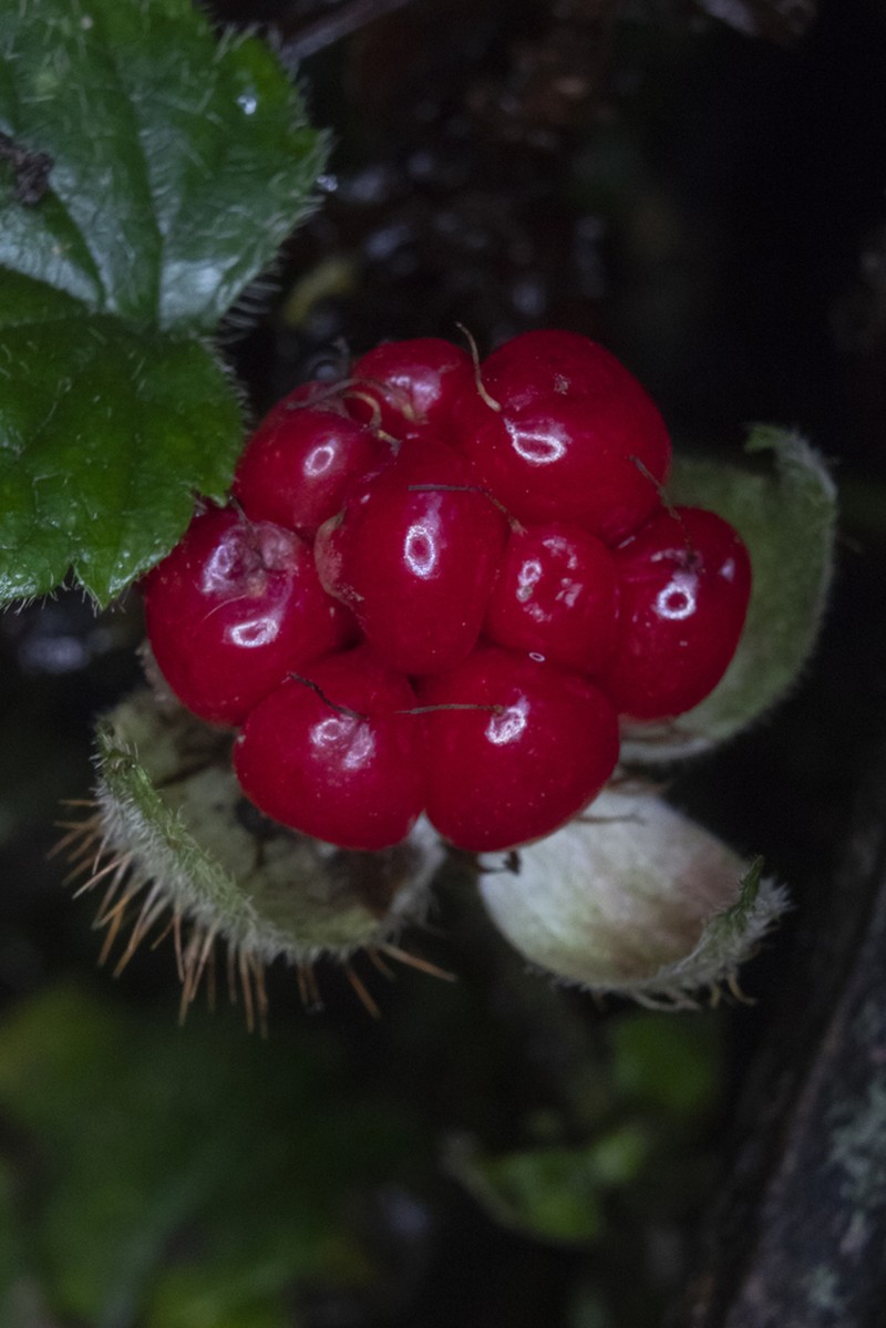 Rubus pumilus photo 4
