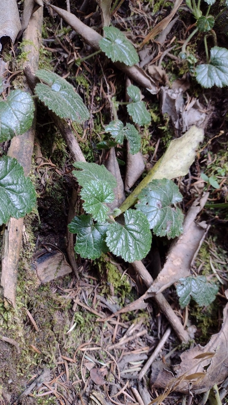 Rubus pumilus photo 5