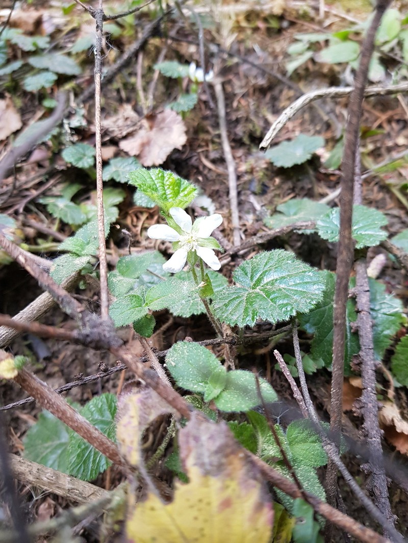 Rubus pumilus photo 6