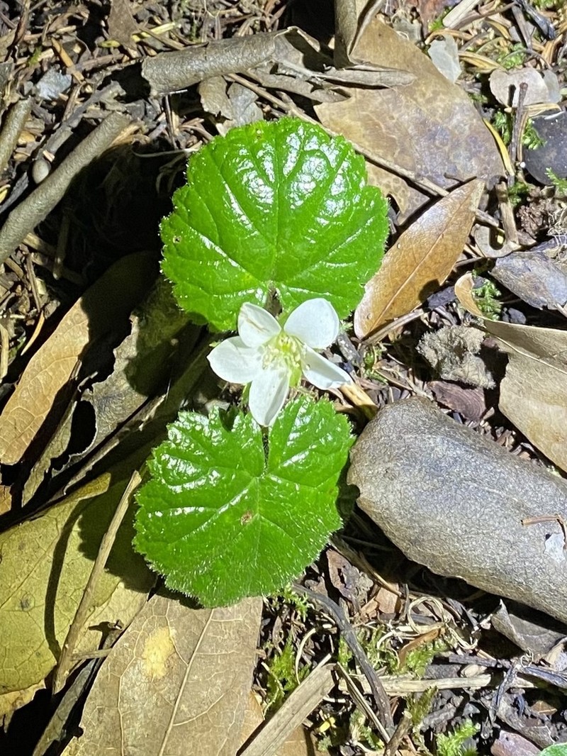Rubus pumilus photo 7