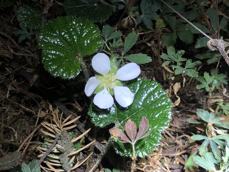 Rubus pumilus photo 8