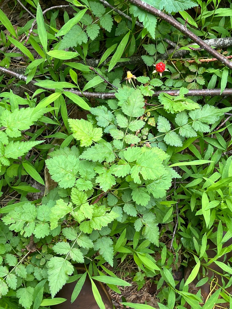 Rubus pungens