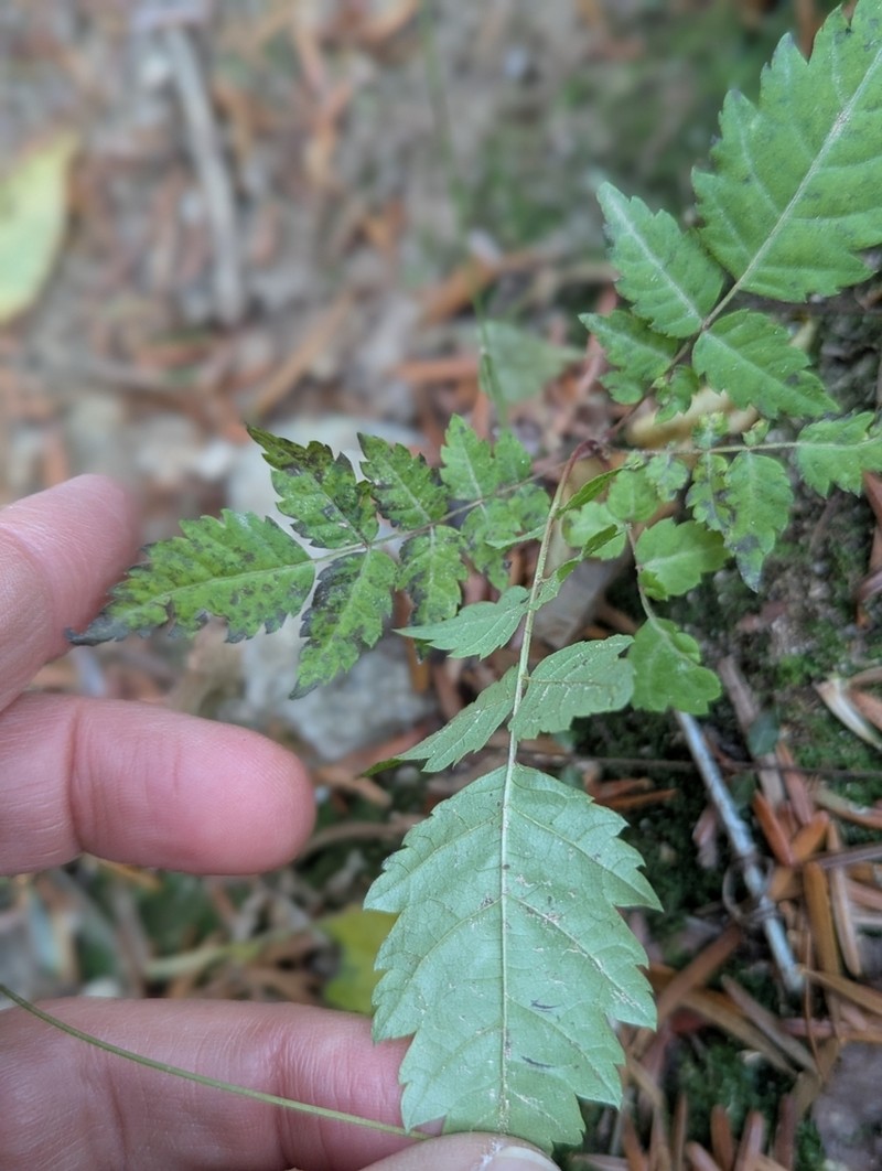 Rubus pungens photo 2