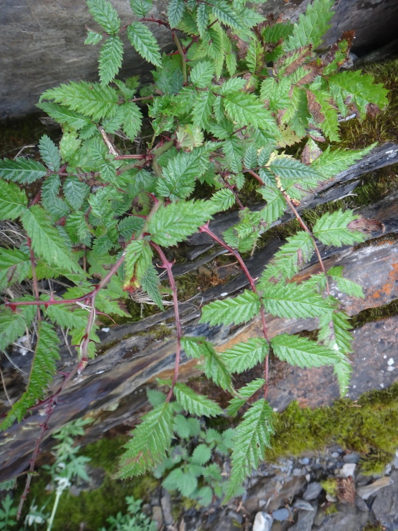 Rubus pungens photo 3