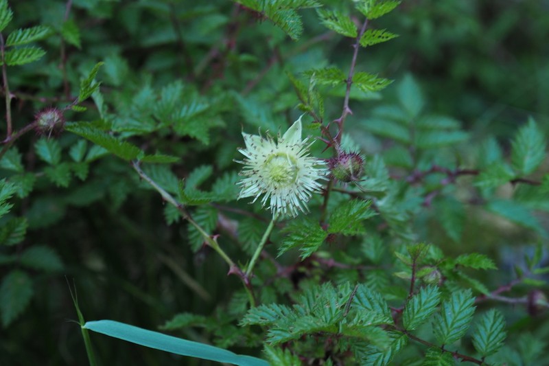 Rubus pungens photo 4