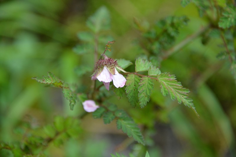 Rubus pungens photo 5