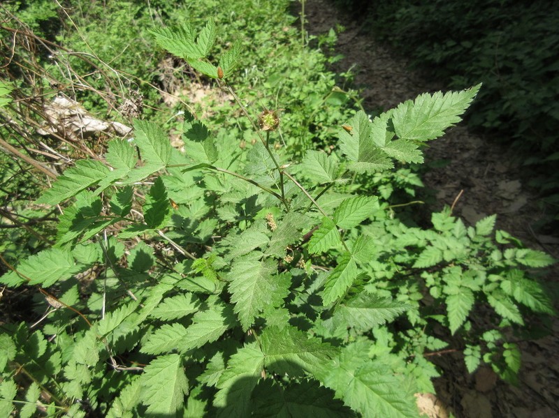 Rubus pungens photo 6