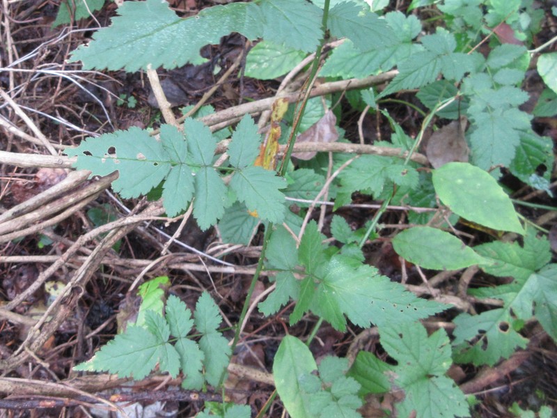 Rubus pungens photo 7