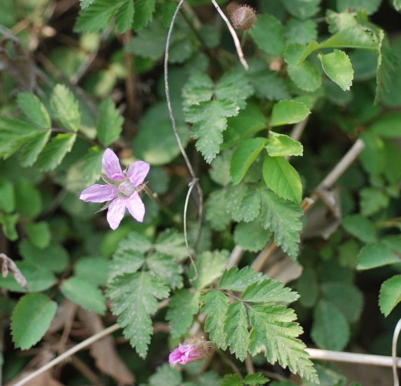 Rubus pungens photo 8