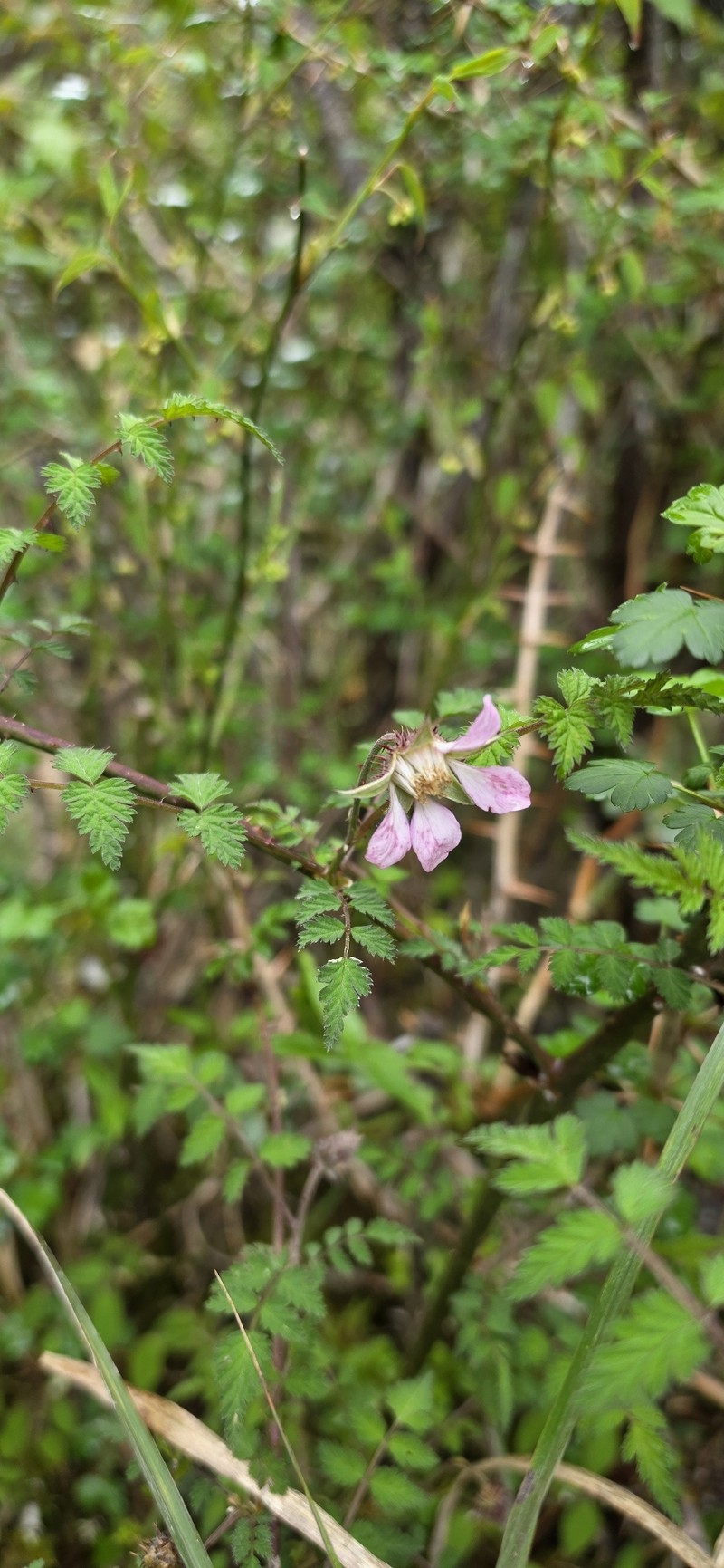 Rubus pungens var. oldhamii