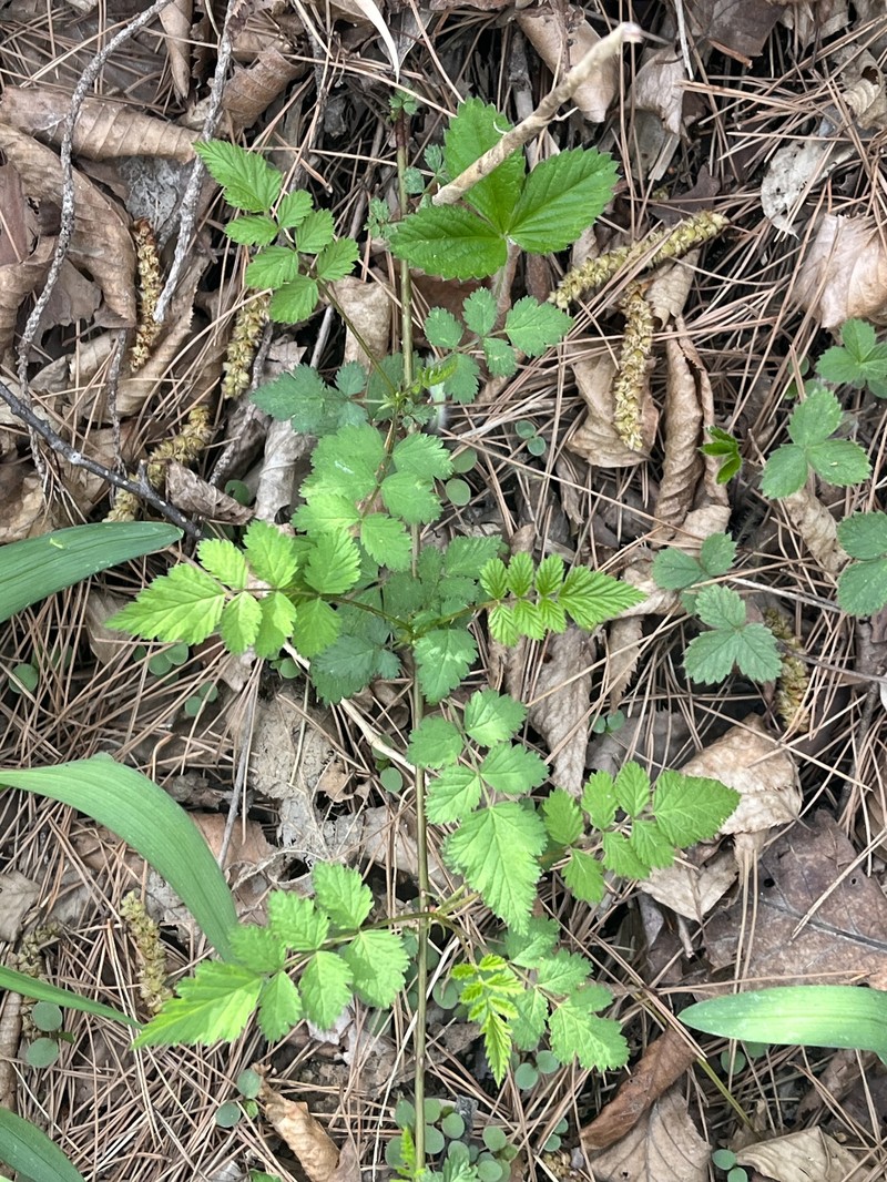 Rubus pungens var. oldhamii photo 2