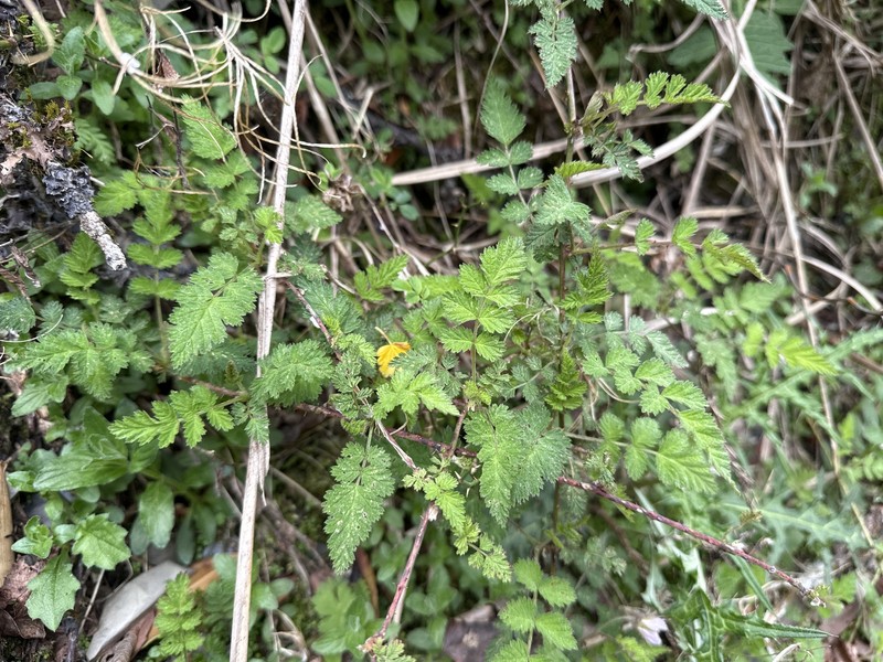 Rubus pungens var. oldhamii photo 3
