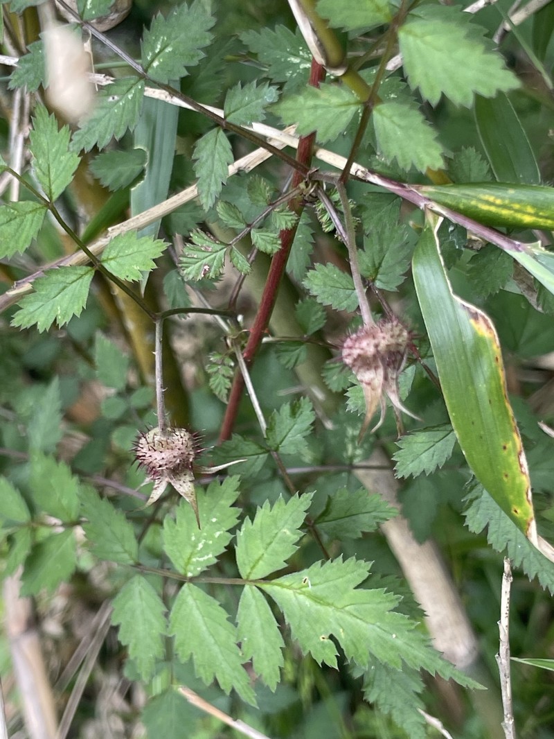 Rubus pungens var. oldhamii photo 4