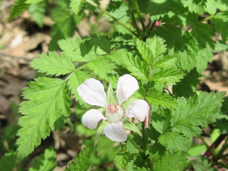 Rubus pungens var. oldhamii photo 6