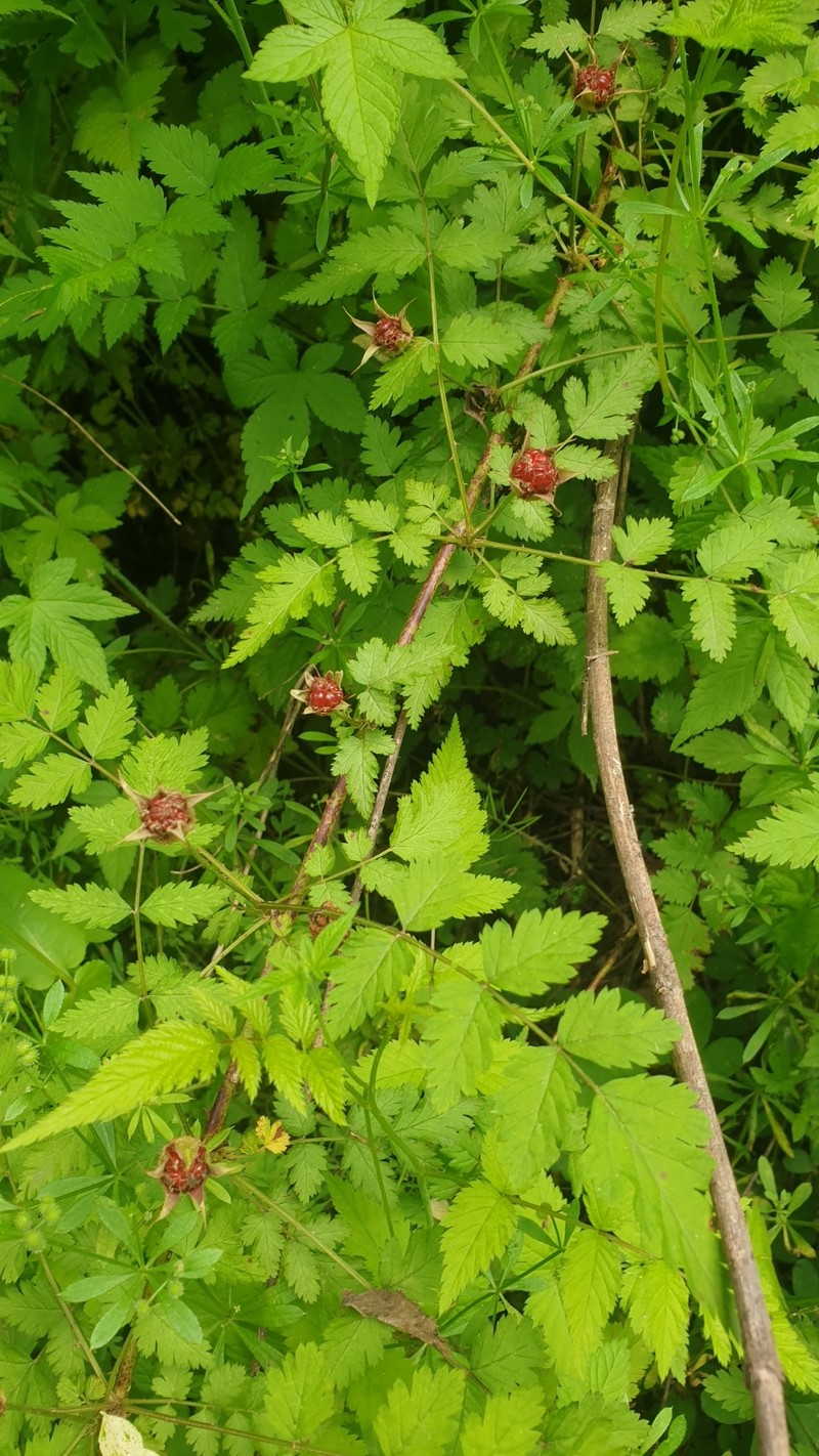 Rubus pungens var. oldhamii photo 7