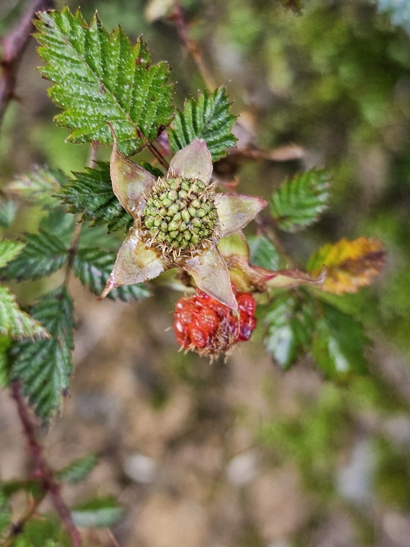 Rubus pungens var. oldhamii photo 8
