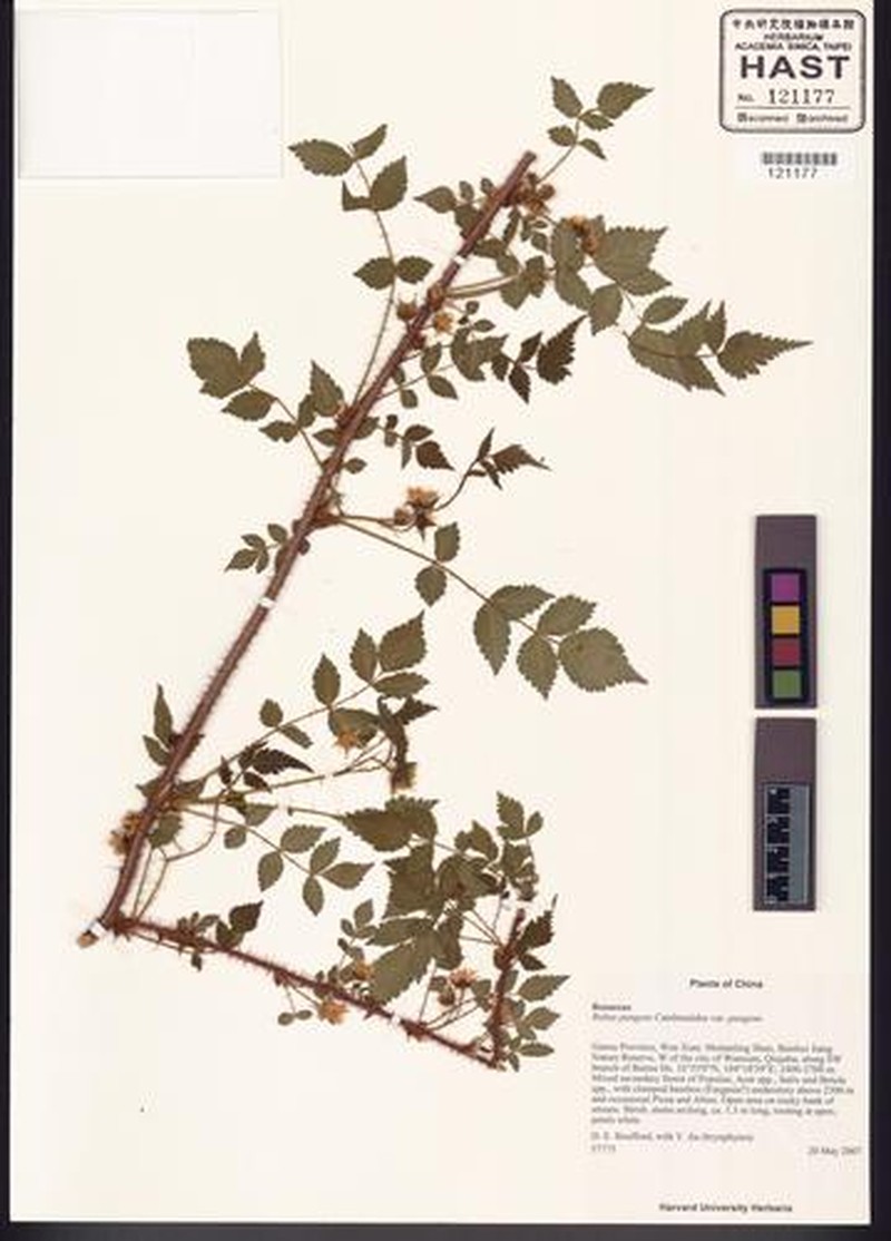 Rubus pungens var. pungens