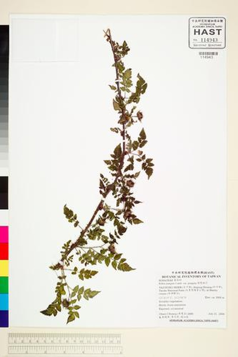 Rubus pungens var. pungens photo 2