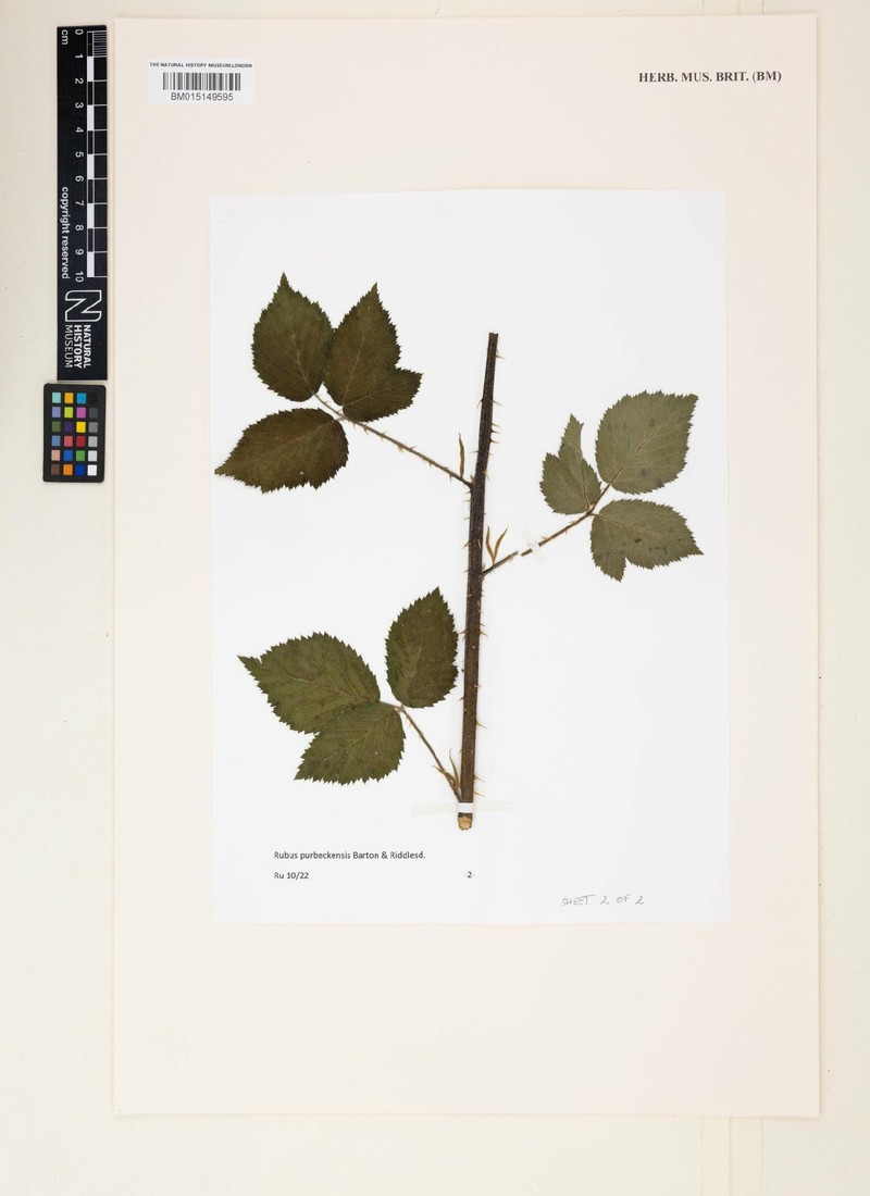 Rubus purbeckensis