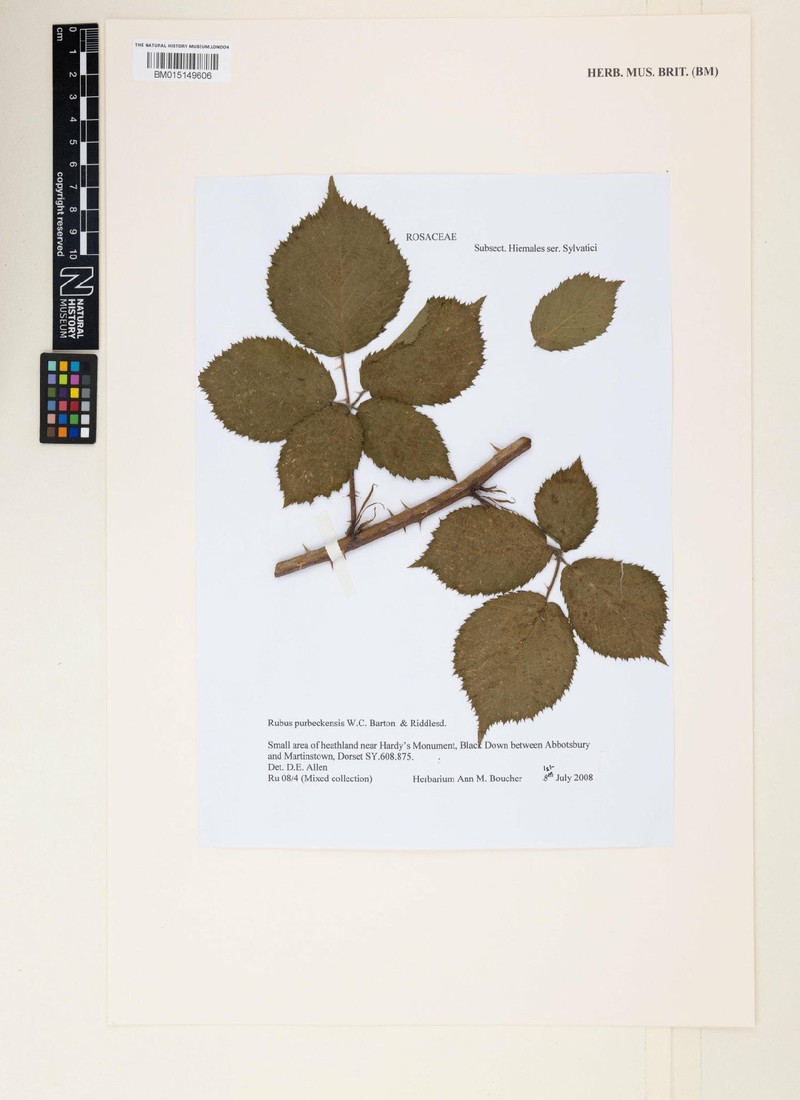 Rubus purbeckensis photo 2