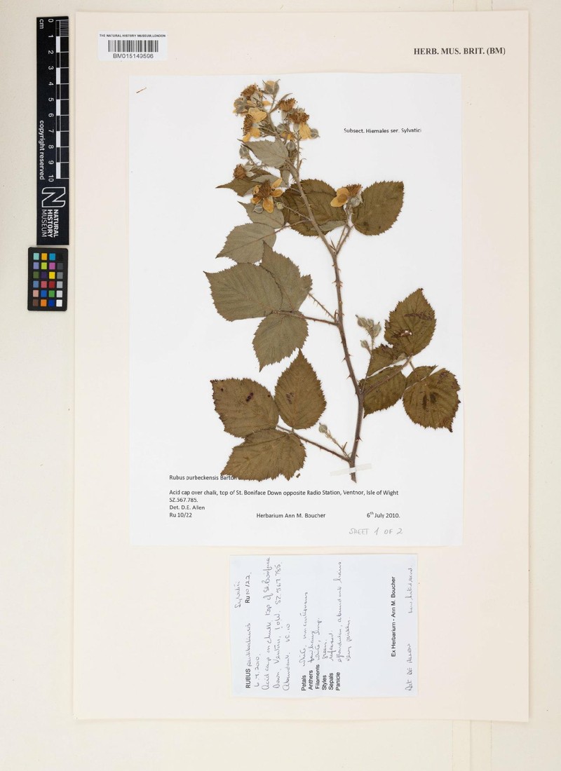 Rubus purbeckensis photo 3