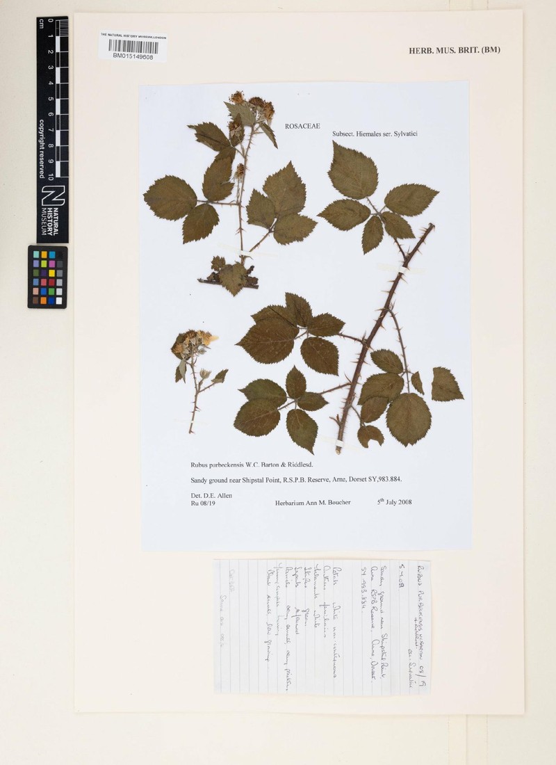 Rubus purbeckensis photo 4