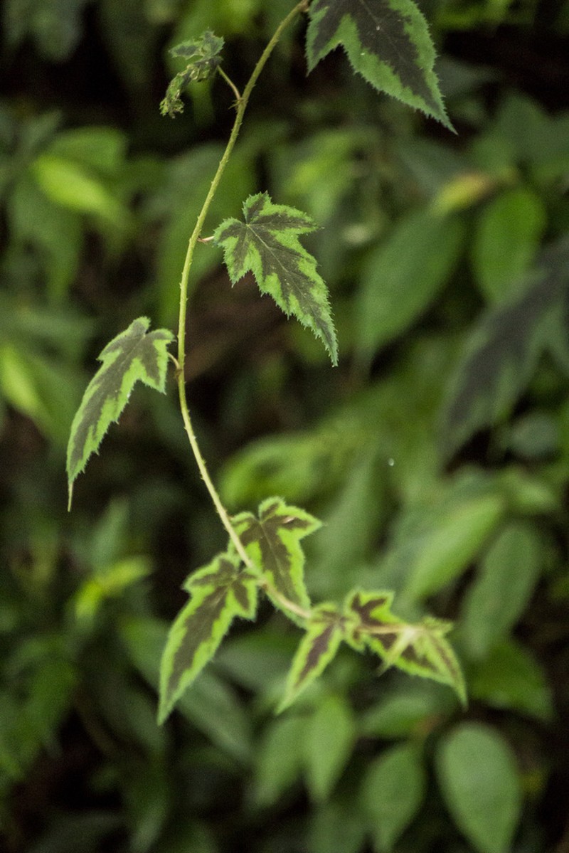 Rubus puyumaensis