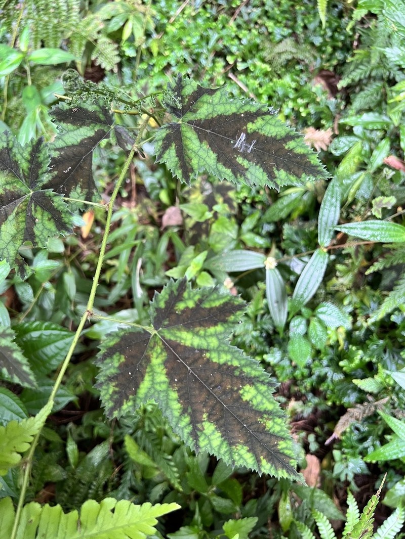 Rubus puyumaensis photo 2