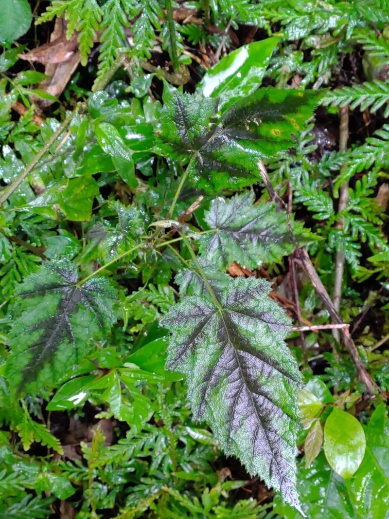 Rubus puyumaensis photo 3