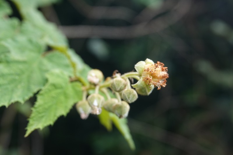 Rubus puyumaensis photo 4