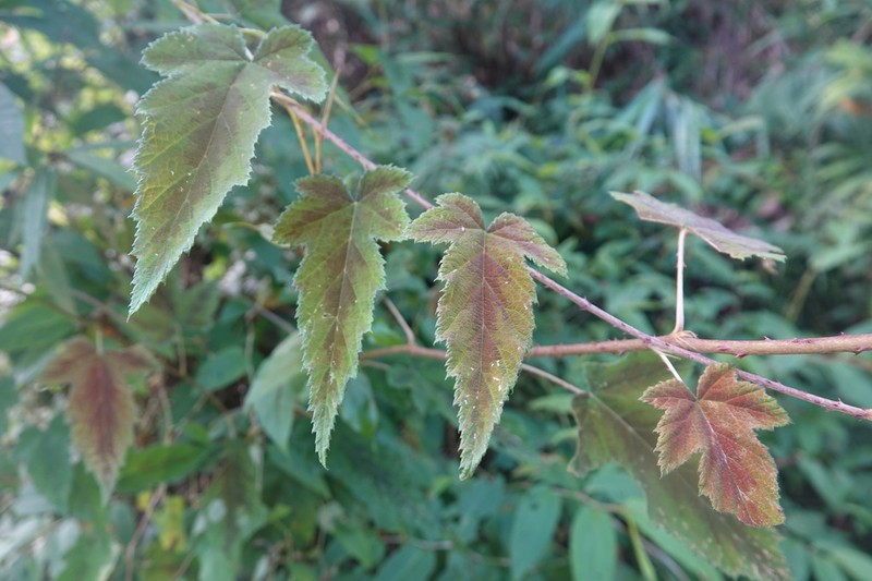 Rubus puyumaensis photo 5