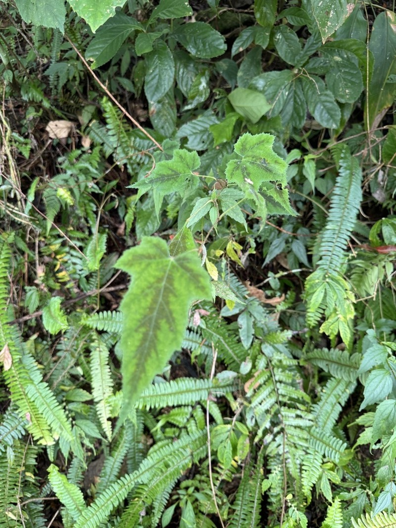 Rubus puyumaensis photo 6