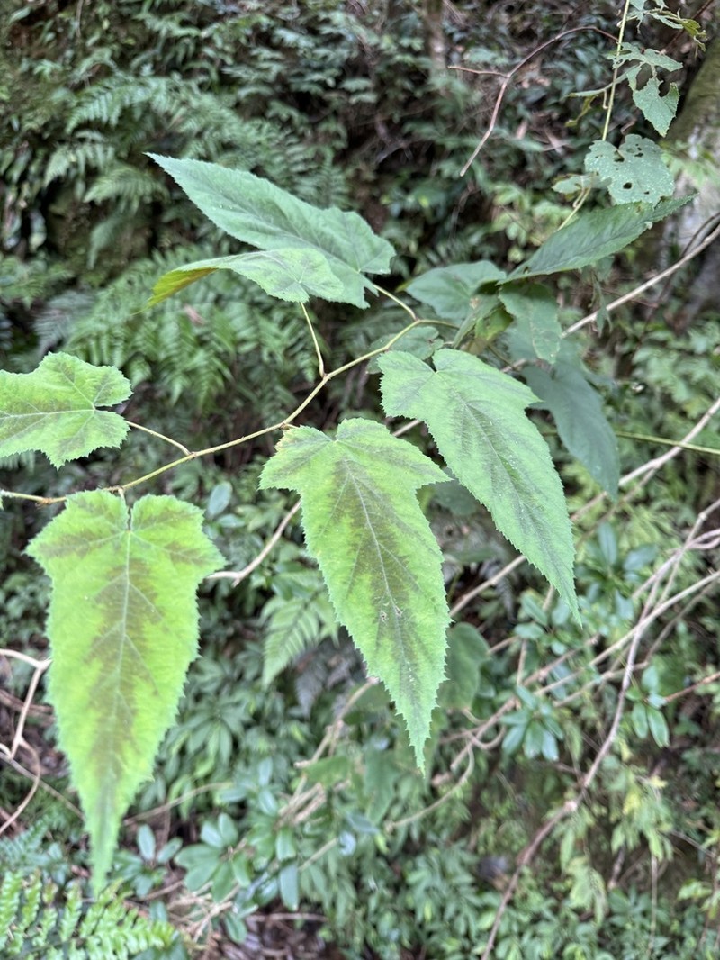 Rubus puyumaensis photo 7