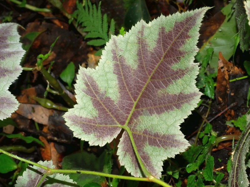 Rubus puyumaensis photo 8