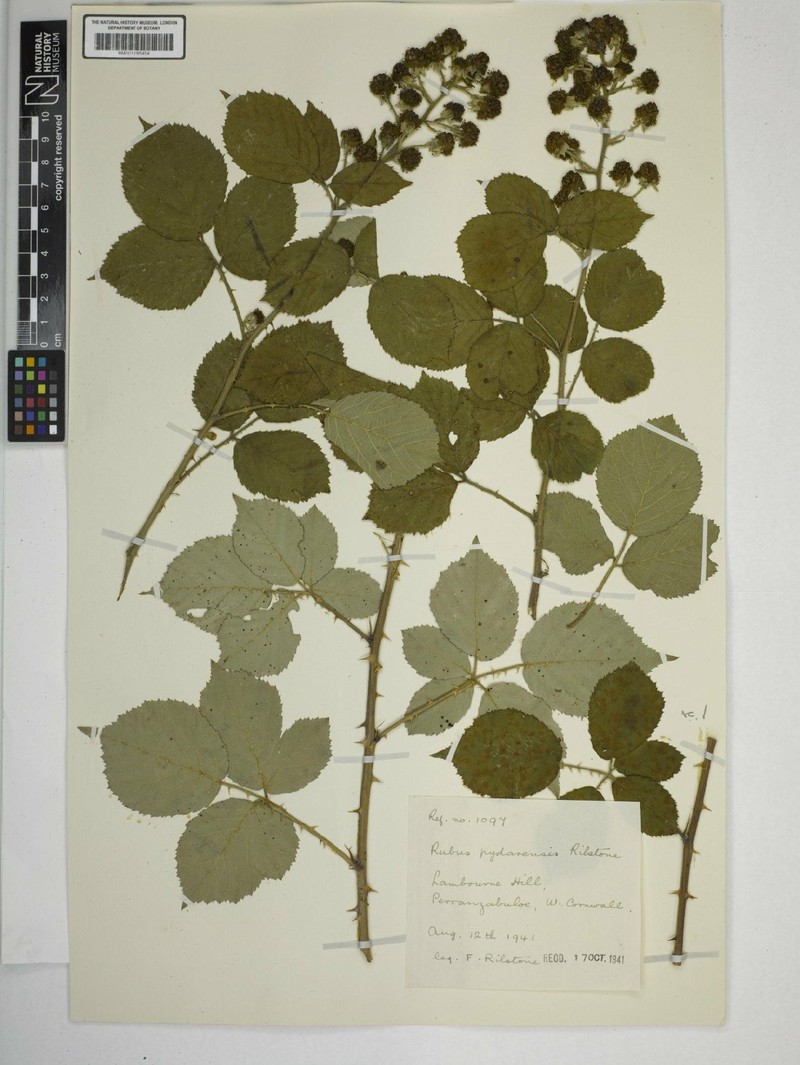 Rubus pydarensis