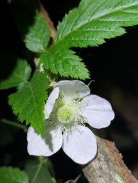Rubus queenslandicus