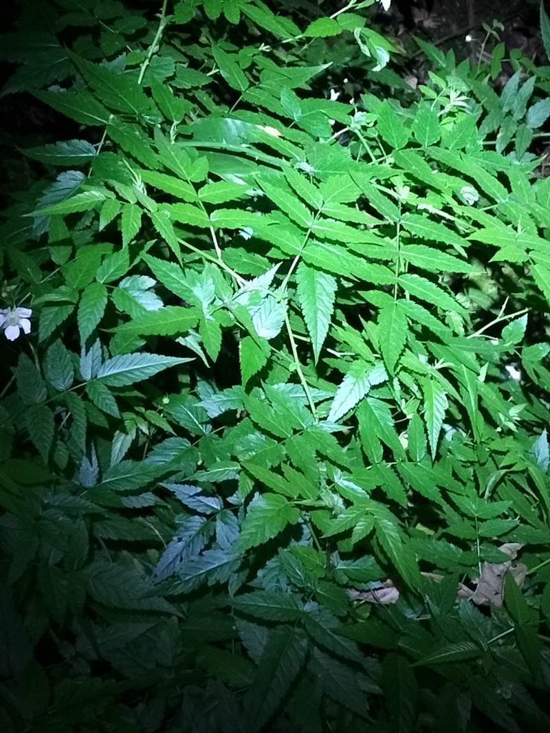 Rubus queenslandicus photo 2