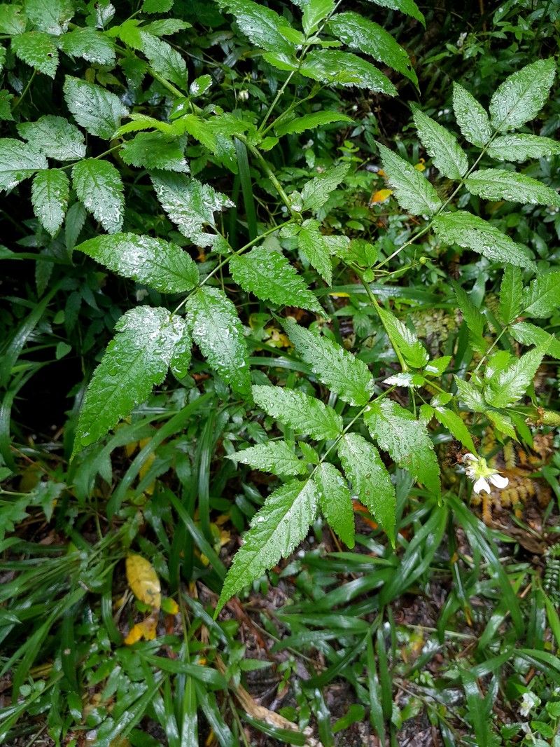 Rubus queenslandicus photo 3