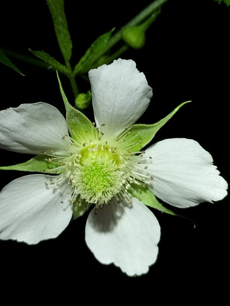 Rubus queenslandicus photo 4
