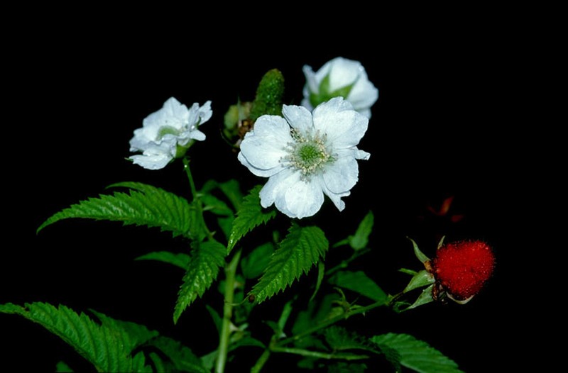 Rubus queenslandicus photo 5
