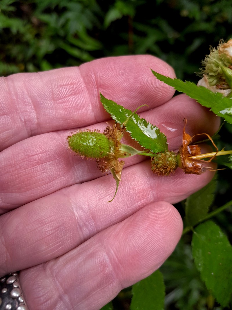 Rubus queenslandicus photo 6