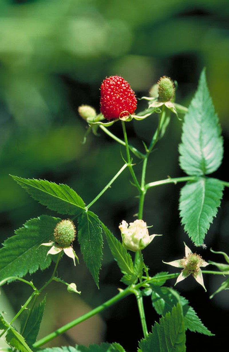 Rubus queenslandicus photo 7